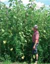 Biogas Bild