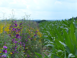 Biogas-Bestand Melle 08.07.2021