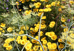 Saatmischung Greening Nektar und Pollen
