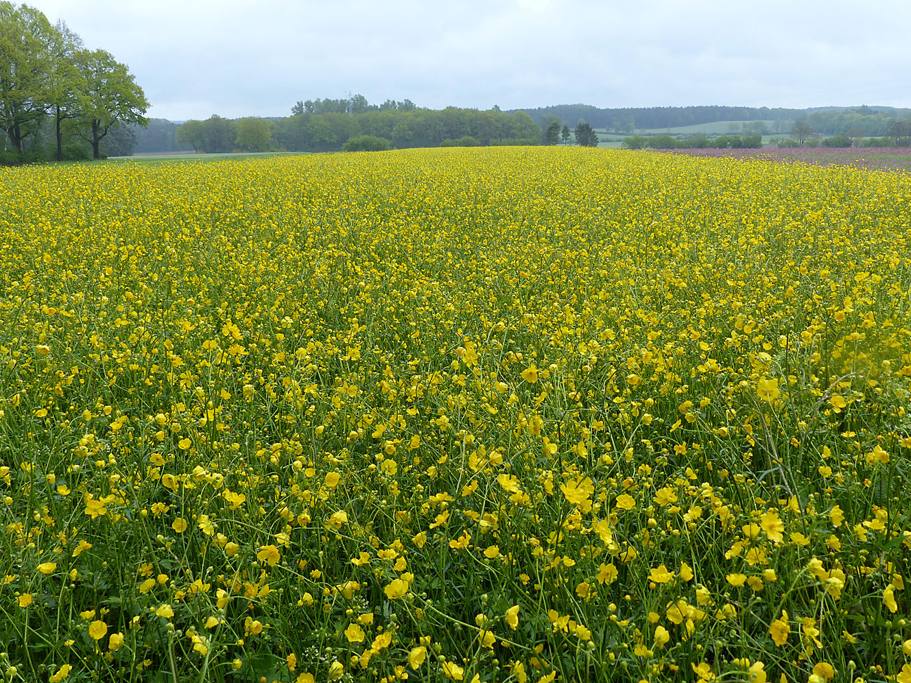 Vermehrung von Regiosaatgut: Ranunculus acris in UG1